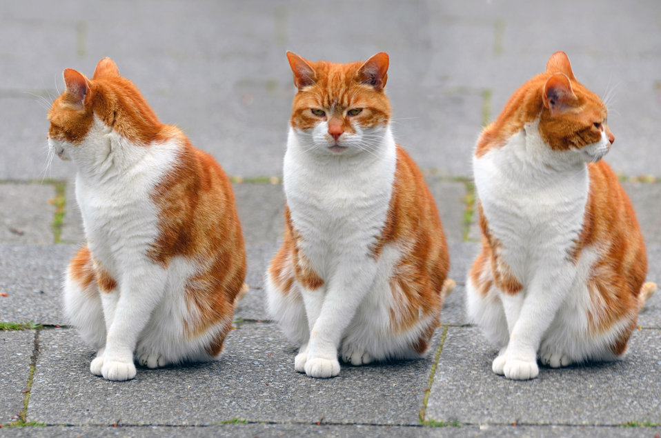 three orange kitties