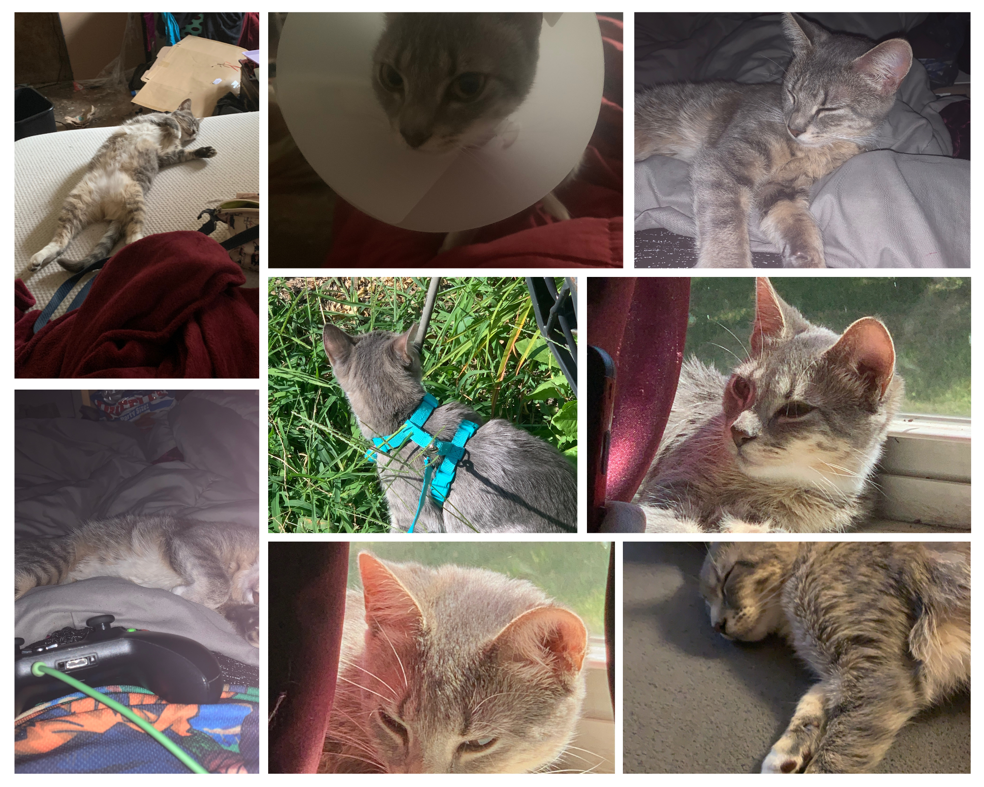 8 pictures of my cat